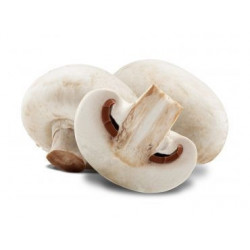 copy of Champignons